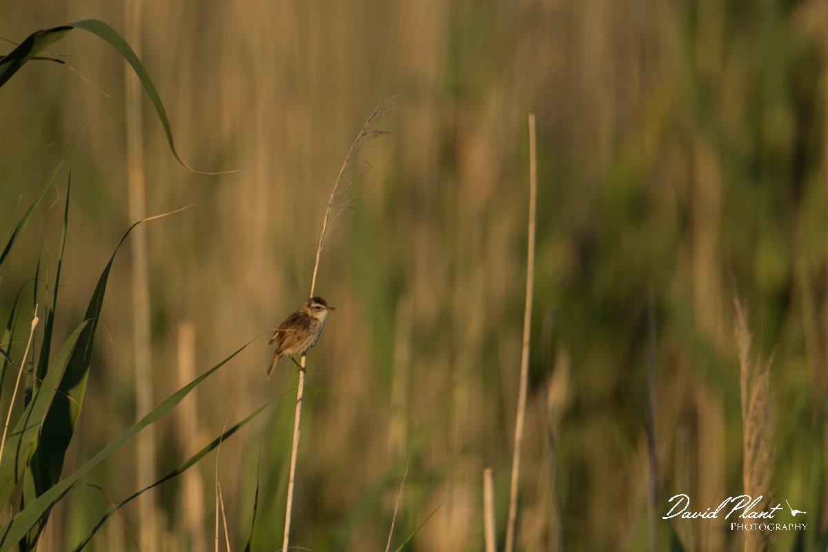 DPPhotography - Mallorca - Moustached warbler - B.jpg - Moustached warbler -  s'Albufera, Mallorca