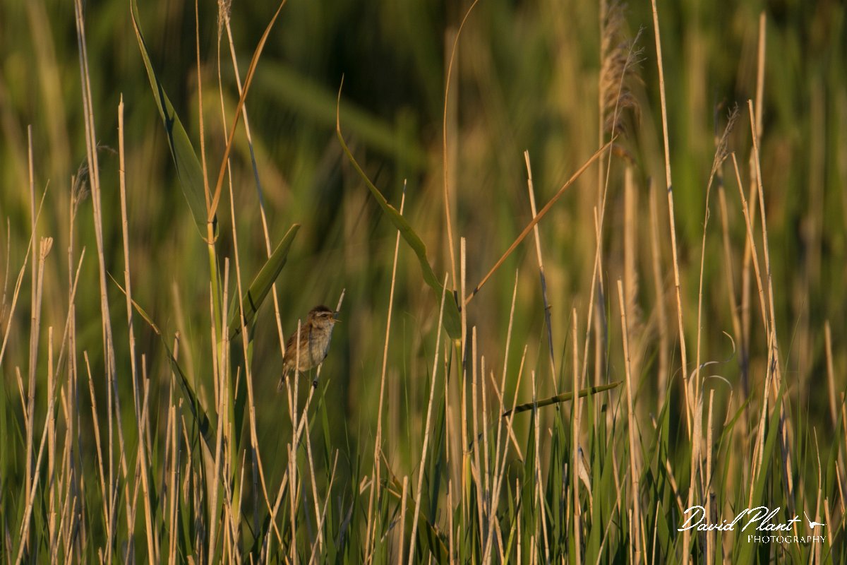 DPPhotography - Mallorca - Moustached warbler - C.jpg - Moustached warbler -  s'Albufera, Mallorca