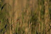 DPPhotography - Mallorca - Moustached warbler - A