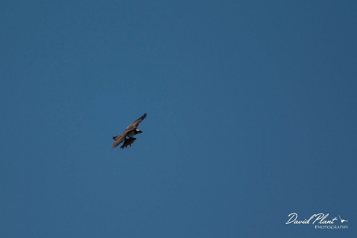 DPPhotography - Mallorca - Osprey - B.jpg - Osprey - s'Albufera, Mallorca