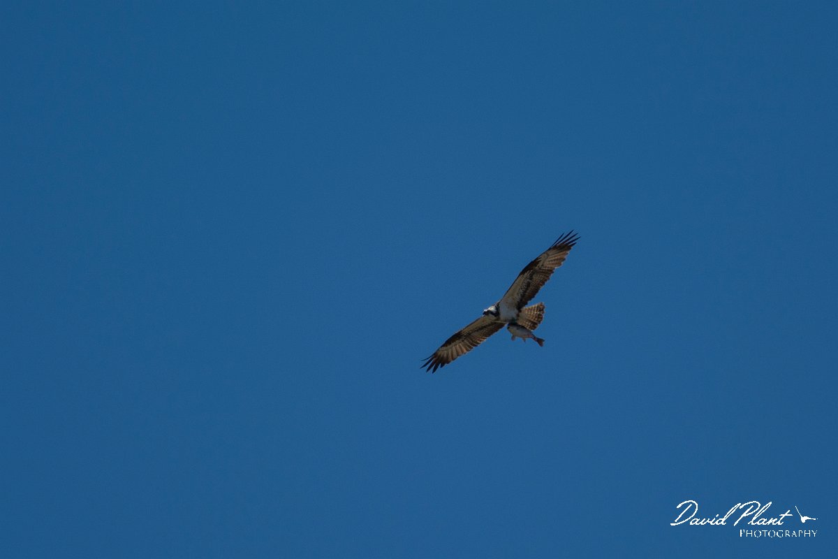 DPPhotography - Mallorca - Osprey - C.jpg - Osprey - s'Albufera, Mallorca