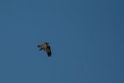 DPPhotography - Mallorca - Osprey - A