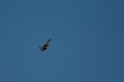DPPhotography - Mallorca - Osprey - B