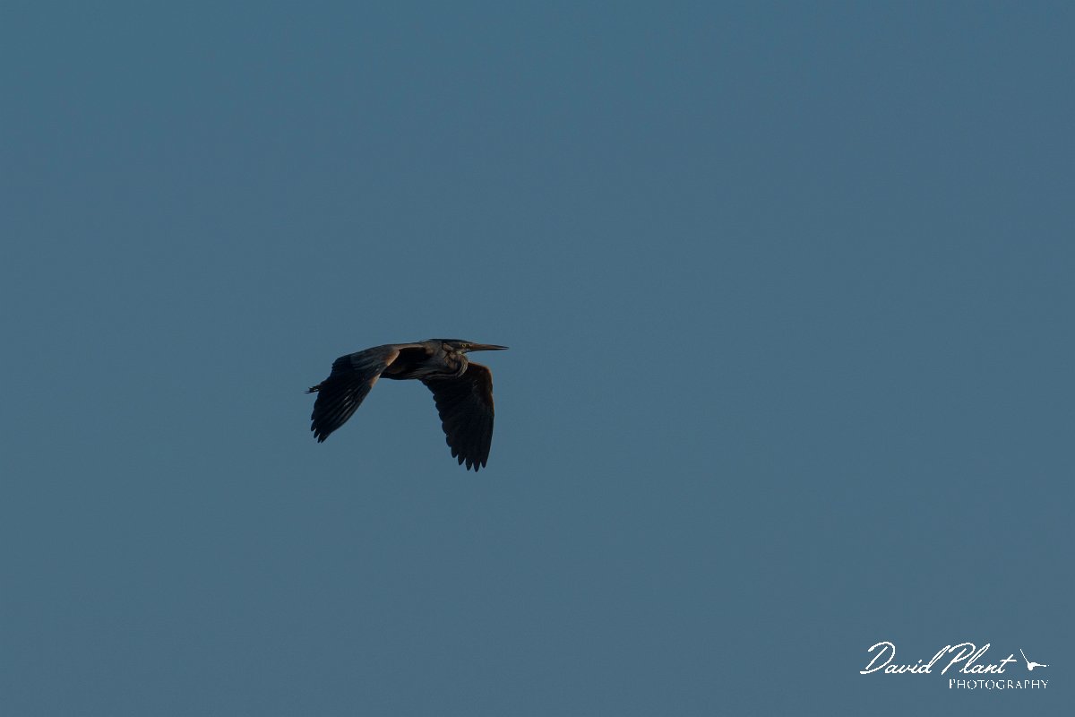 DPPhotography - Mallorca - Purple heron - A.jpg - Purple heron - s'Albufera, Mallorca