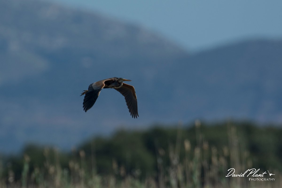 DPPhotography - Mallorca - Purple heron - E.jpg - Purple heron - s'Albufera, Mallorca