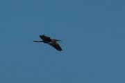 DPPhotography - Mallorca - Purple heron - B