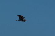 DPPhotography - Mallorca - Purple heron - C