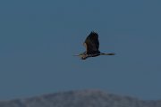DPPhotography - Mallorca - Purple heron - D