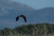 DPPhotography - Mallorca - Purple heron - E