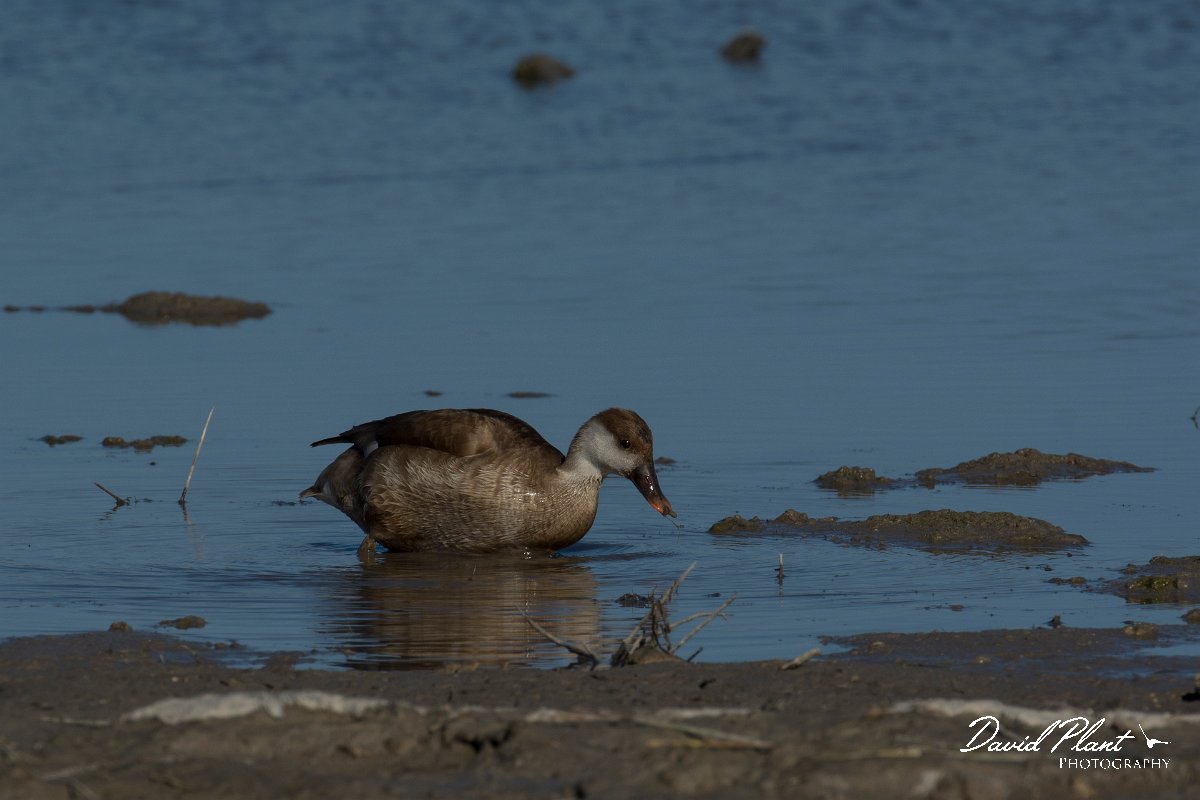 DPPhotography - Mallorca - Red-crested pochard - B.jpg - Red-crested pochard - s'Albufera, Mallorca