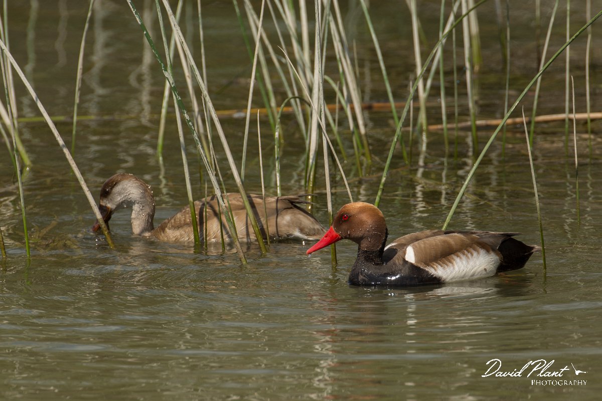 DPPhotography - Mallorca - Red-crested pochard - E.jpg - Red-crested pochard - s'Albufera, Mallorca