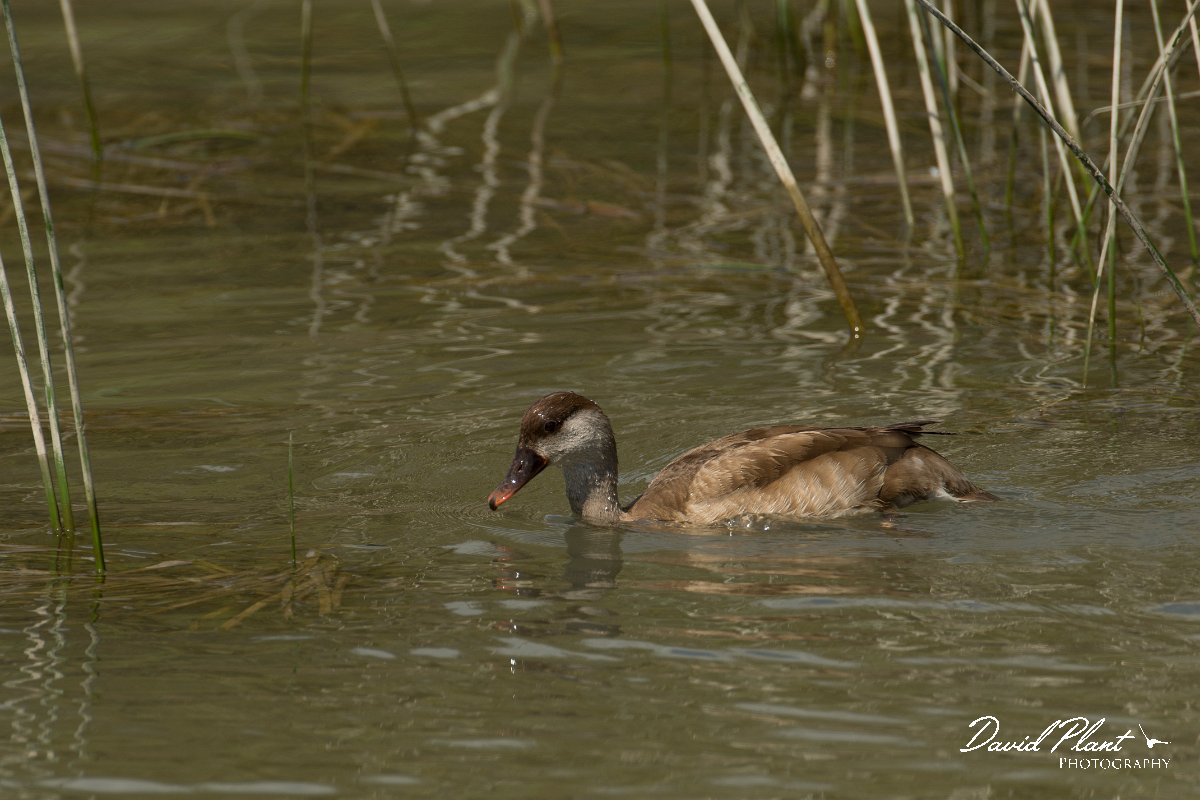 DPPhotography - Mallorca - Red-crested pochard - F.jpg - Red-crested pochard - s'Albufera, Mallorca