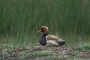DPPhotography - Mallorca - Red-crested pochard - A