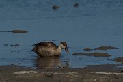 DPPhotography - Mallorca - Red-crested pochard - B