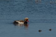 DPPhotography - Mallorca - Red-crested pochard - C