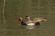 DPPhotography - Mallorca - Red-crested pochard - D