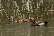DPPhotography - Mallorca - Red-crested pochard - E
