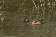 DPPhotography - Mallorca - Red-crested pochard - F