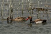 DPPhotography - Mallorca - Red-crested pochard - G
