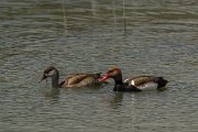DPPhotography - Mallorca - Red-crested pochard - H