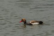 DPPhotography - Mallorca - Red-crested pochard - I