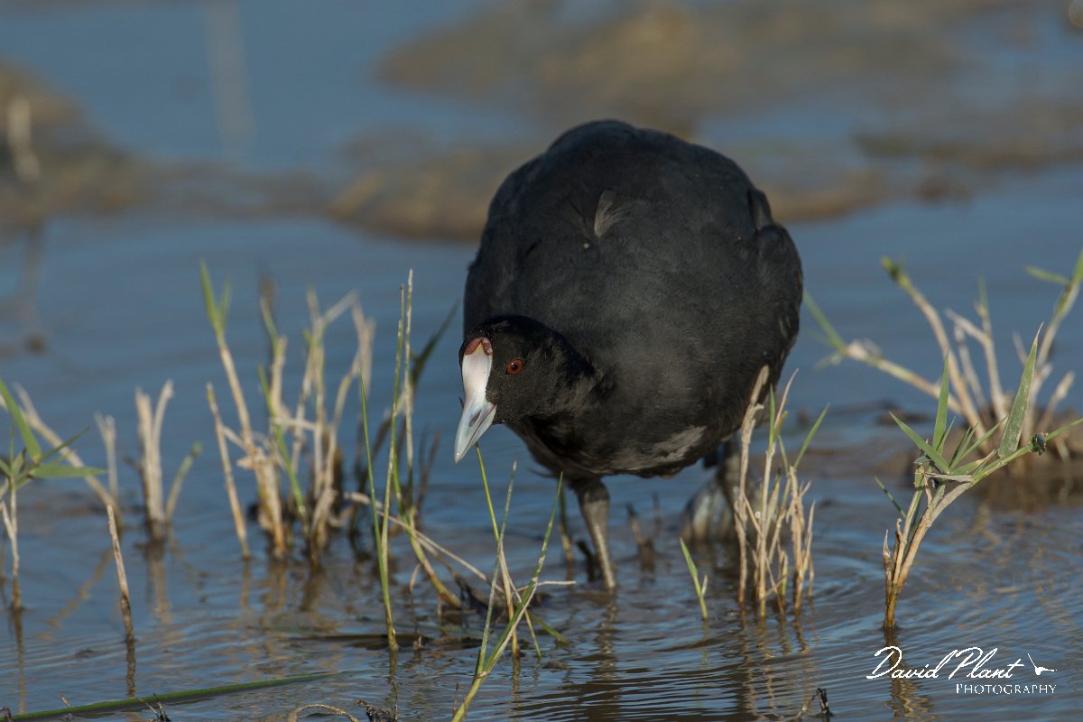 DPPhotography - Mallorca - Red-knobbed coot - A.jpg - Red-knobbed coot - s'Albufera, Mallorca
