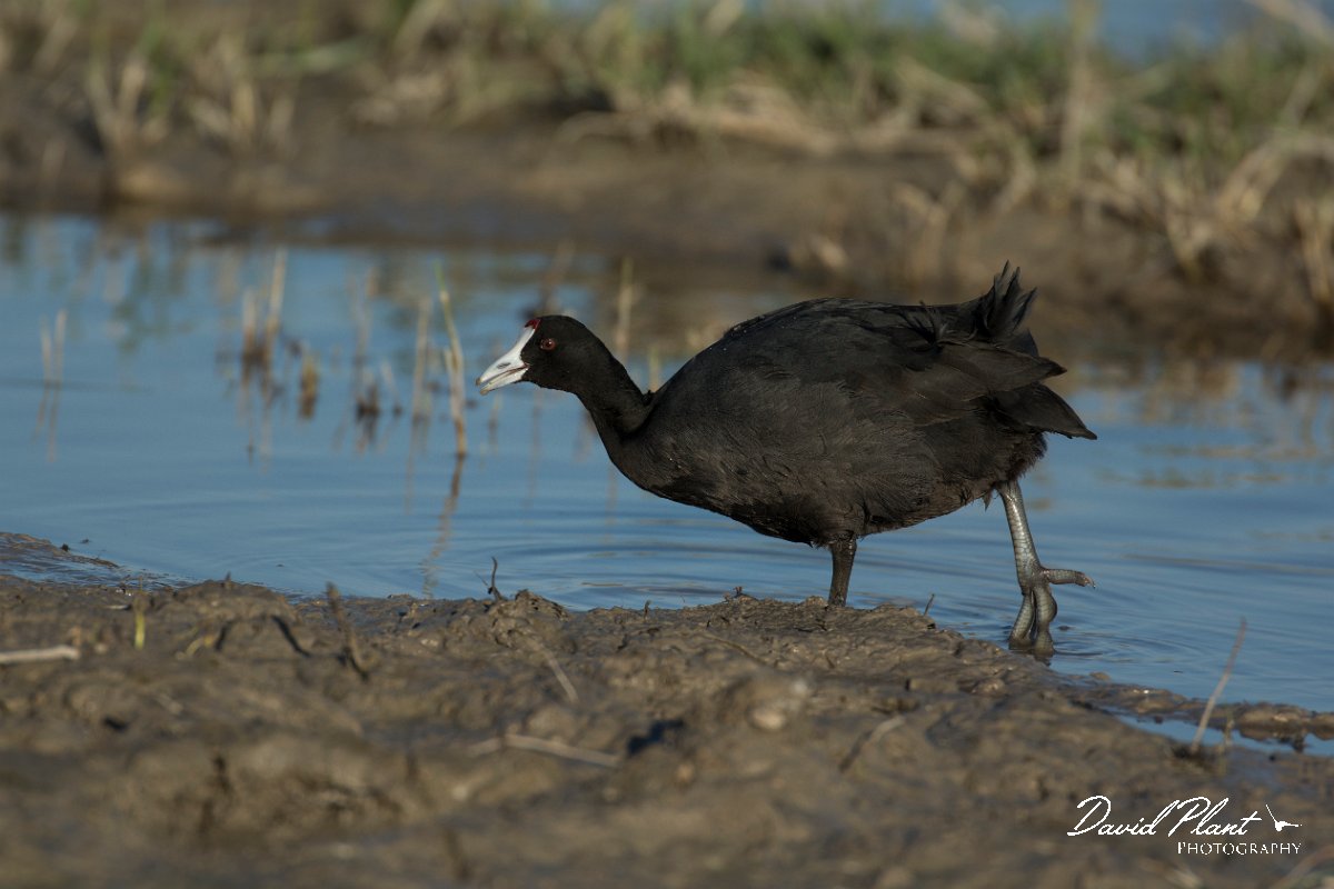 DPPhotography - Mallorca - Red-knobbed coot - B.jpg - Red-knobbed coot - s'Albufera, Mallorca