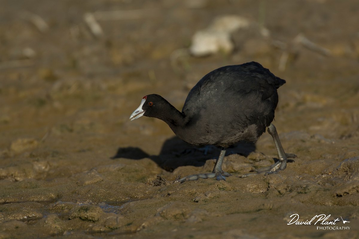 DPPhotography - Mallorca - Red-knobbed coot - C.jpg - Red-knobbed coot - s'Albufera, Mallorca
