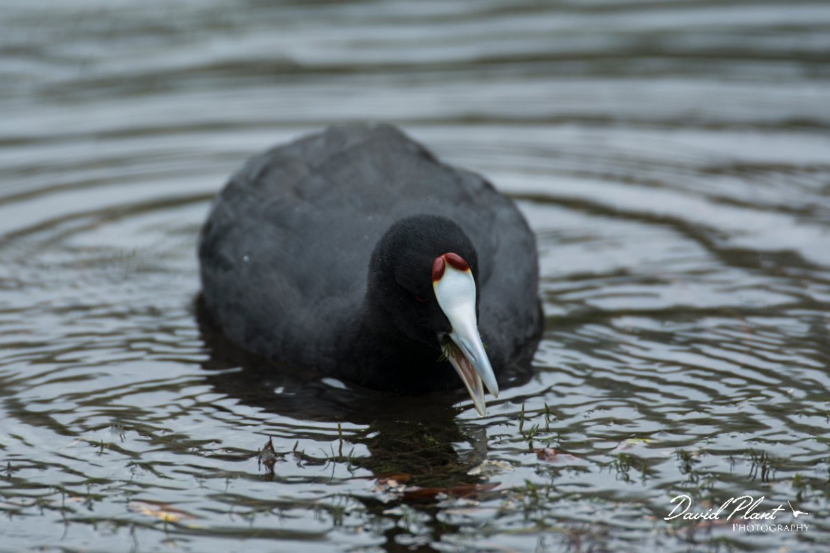 DPPhotography - Mallorca - Red-knobbed coot - D.jpg - Red-knobbed coot - s'Albufera, Mallorca