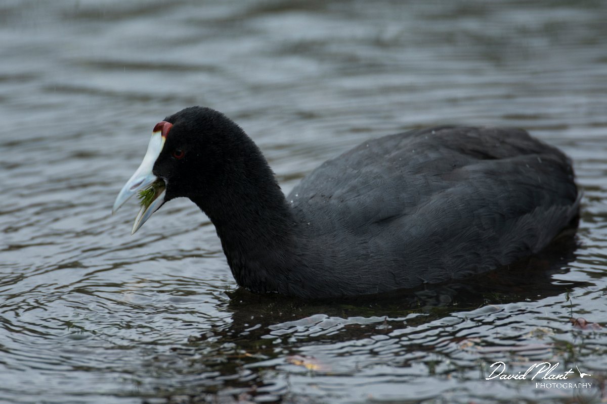 DPPhotography - Mallorca - Red-knobbed coot - E.jpg - Red-knobbed coot - s'Albufera, Mallorca