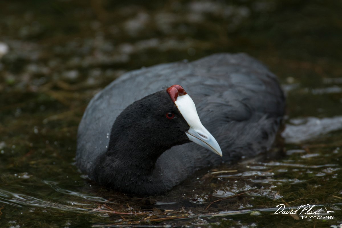 DPPhotography - Mallorca - Red-knobbed coot - I.jpg - Red-knobbed coot - s'Albufera, Mallorca