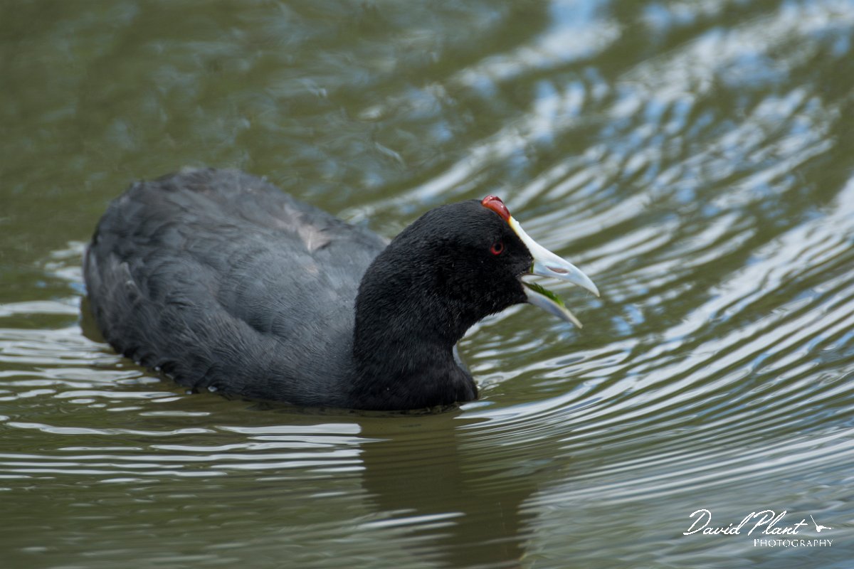 DPPhotography - Mallorca - Red-knobbed coot - K.jpg - Red-knobbed coot - s'Albufera, Mallorca