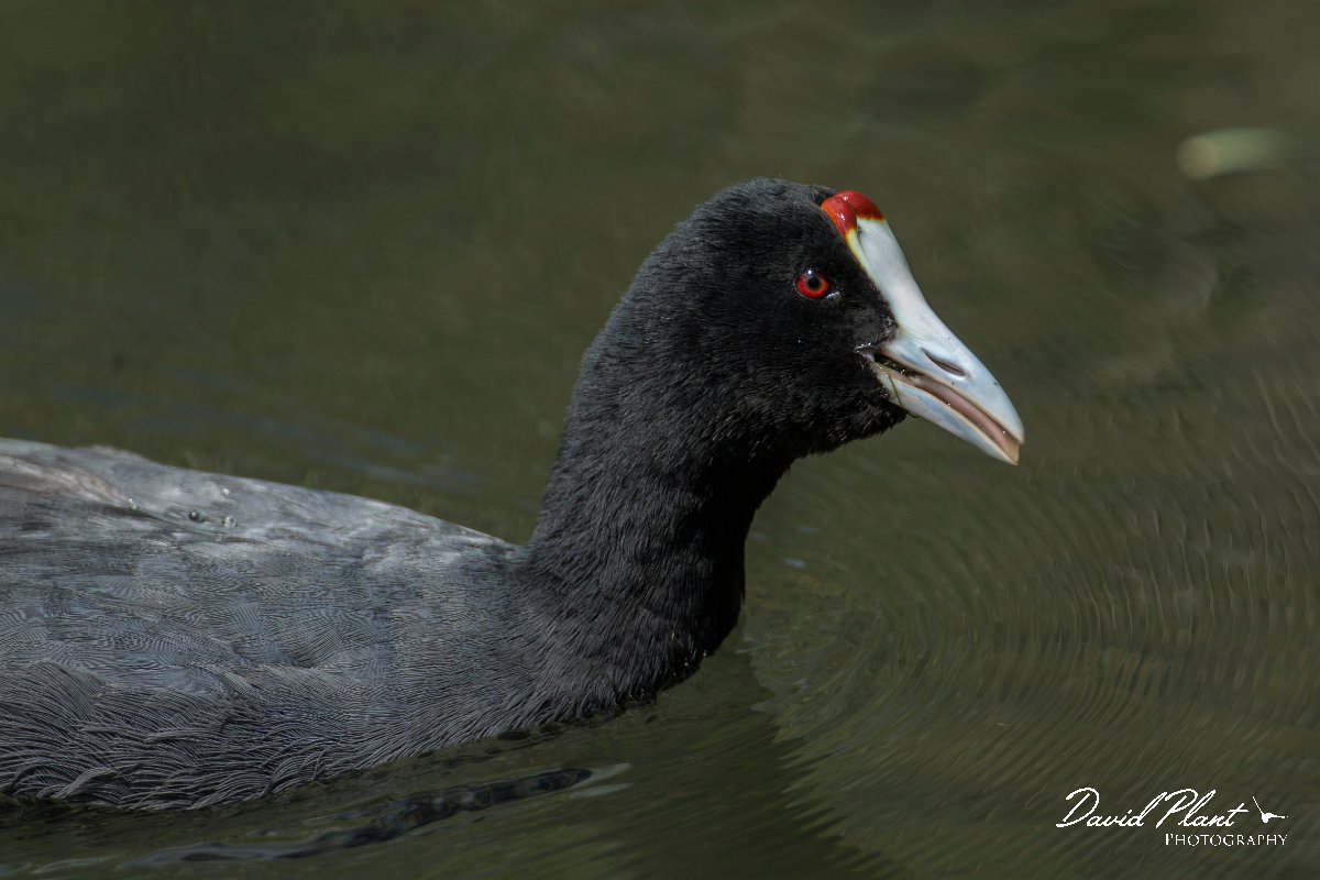 DPPhotography - Mallorca - Red-knobbed coot - O.jpg - Red-knobbed coot - s'Albufera, Mallorca