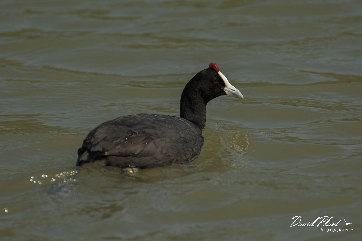 DPPhotography - Mallorca - Red-knobbed coot - Q.jpg - Red-knobbed coot - s'Albufera, Mallorca