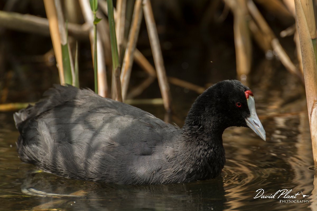DPPhotography - Mallorca - Red-knobbed coot - R.jpg - Red-knobbed coot - s'Albufera, Mallorca