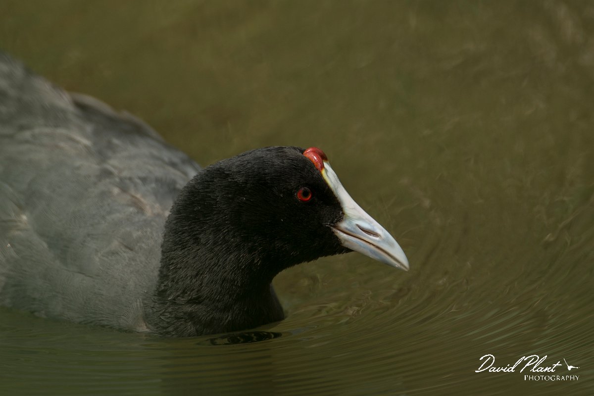 DPPhotography - Mallorca - Red-knobbed coot - S.jpg - Red-knobbed coot - s'Albufera, Mallorca