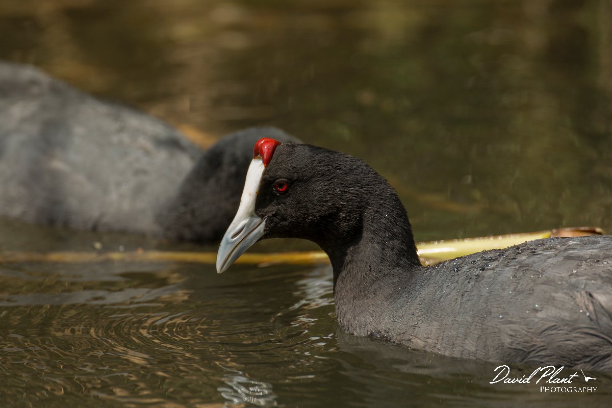 DPPhotography - Mallorca - Red-knobbed coot - T.jpg - Red-knobbed coot - s'Albufera, Mallorca