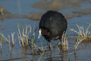 DPPhotography - Mallorca - Red-knobbed coot - A