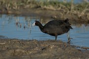 DPPhotography - Mallorca - Red-knobbed coot - B