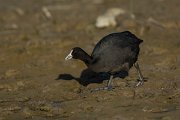 DPPhotography - Mallorca - Red-knobbed coot - C