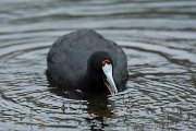 DPPhotography - Mallorca - Red-knobbed coot - D