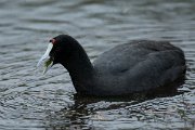 DPPhotography - Mallorca - Red-knobbed coot - E