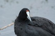 DPPhotography - Mallorca - Red-knobbed coot - F