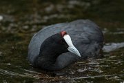 DPPhotography - Mallorca - Red-knobbed coot - I