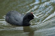 DPPhotography - Mallorca - Red-knobbed coot - K