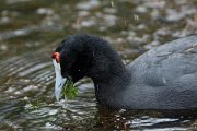 DPPhotography - Mallorca - Red-knobbed coot - L