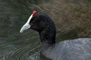 DPPhotography - Mallorca - Red-knobbed coot - M