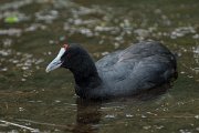 DPPhotography - Mallorca - Red-knobbed coot - N