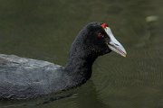 DPPhotography - Mallorca - Red-knobbed coot - O