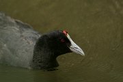DPPhotography - Mallorca - Red-knobbed coot - S